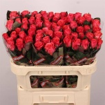 Roos 70cm Pink Tacazzi