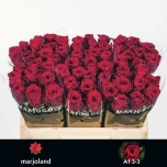 Roos 50cm Red Naomi