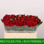 Roos 50cm Red Torch