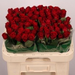 Roos 60cm Red Ribbon