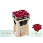 Roos 70cm Red Naomi Porta Nova