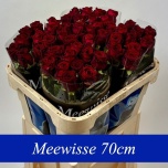 Roos 70cm Red Naomi