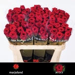 Roos 70cm Red Naomi