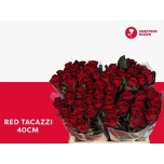 Roos 40cm Red Tacazzi