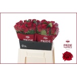 Roos 40cm Red Tacazzi
