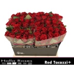 Roos 40cm Red Tacazzi