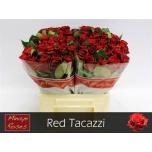 Roos 40cm Red Tacazzi