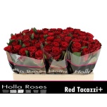 Roos 50cm Red Tacazzi