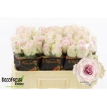 Roos 50cm Remembrance (Lovanna)