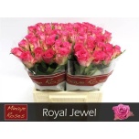 Roos 40cm Royal Jewel
