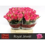 Roos 40cm Royal Jewel