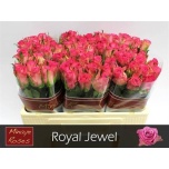 Roos 50cm Royal Jewel