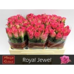 Roos 50cm Royal Jewel