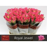 Roos 60cm Royal Jewel