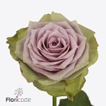 Roos 40cm Samantha Bridal