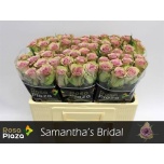 Roos 50cm Samantha Bridal