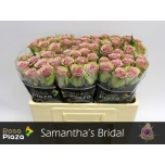 Roos 50cm Samantha Bridal