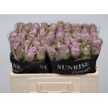 Roos 50cm Samantha Bridal