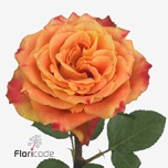 Roos 50cm Silantoi