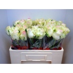 Roos 50cm Sweet Jumilia