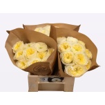 Roos 40cm Solsbury Hill