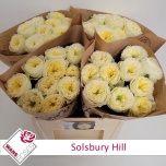 Roos 60cm Solsbury Hill