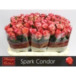 Roos 60cm Spark Condor