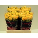 Roos 60cm Sphinx Gold