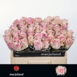 Roos 55cm Sweet Dolomiti