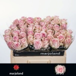 Roos 50cm Sweet Dolomiti
