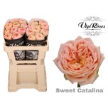 Roos 50cm Sweet Catalina