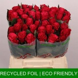 Roos 40cm Tacazzi