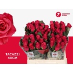 Roos 40cm Tacazzi