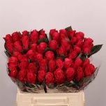 Roos 40cm Tacazzi