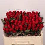 Roos 50cm Tacazzi