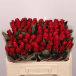 Roos 50cm Tacazzi