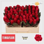 Roos 50cm Tacazzi