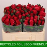 Roos 50cm Tacazzi