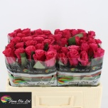 Roos 50cm Tacazzi
