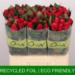 Roos 60cm Tacazzi