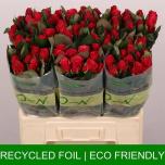 Roos 60cm Tacazzi