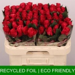 Roos 60cm Tacazzi