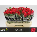 Roos 60cm Tacazzi