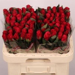 Roos 60cm Tacazzi