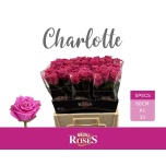 Roos 60cm Charlotte