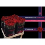 Roos 80cm Testarossa