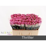 Roos 50cm Thriller (NINI)