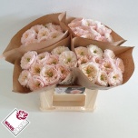 Roos 40cm Tinkerbell/Clarity