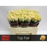 Roos 50cm Top Fair