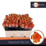 Roos 50cm Twilight